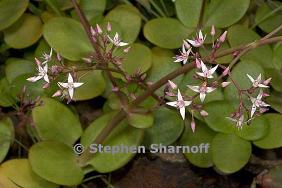 crassula multicava 1 graphic